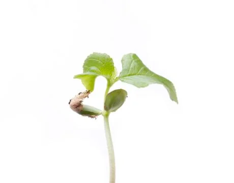 Cherry tree up Stock Photos