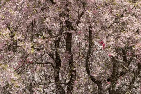 Cherry Tree Stock Photos