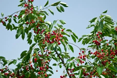 Cherry tree Stock Photos