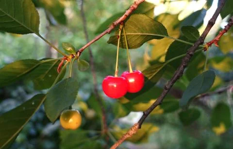 Cherry on the tree 库存照片