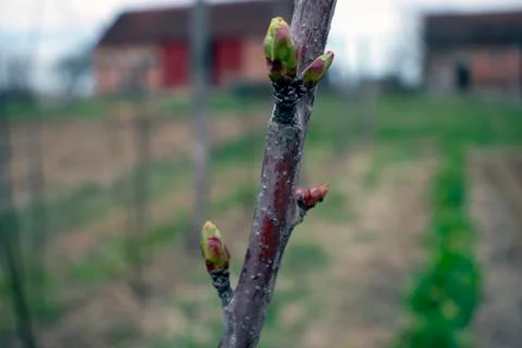 Cherry tree Stock Photos