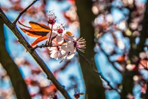 Cherry tree Stock Photos
