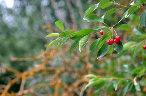 Cherry tree Stock Photos