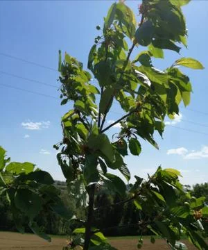 CHERRY  TREE Stock Photos