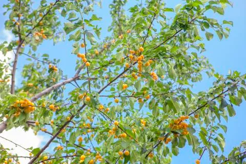 Cherry on the tree Stock Photos