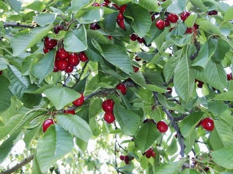 Cherry tree Stock Photos