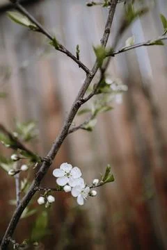Cherry tree Stock Photos