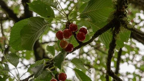 Cherry tree Foto stock
