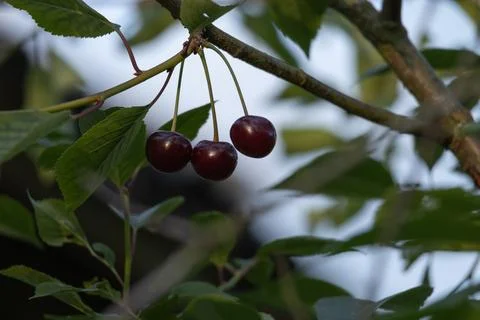 Cherry in the tree Stock Photos