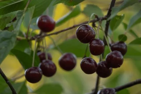 Cherry tree Stock Photos