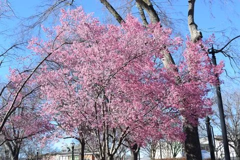 Cherry Tree 스톡 사진