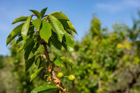Cherry tree Foto stock