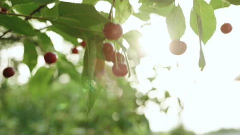 Cherry tree picking ripe cherries in the orchard. Close up woman hand picking Stock Footage 194675531