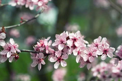 Cherry tree pink blossom, spring background Stock Photos