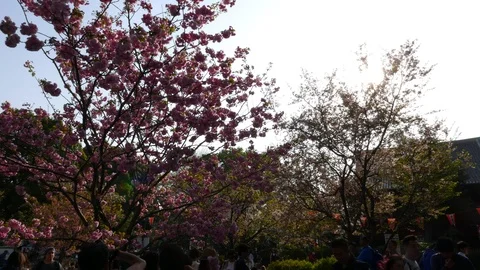 Cherry tree in pink blossom at sunset, Tokyo, Japan Stock Footage 91120157