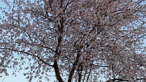 Cherry Tree Pink Blossoms Early Spring Stock Footage 126952163