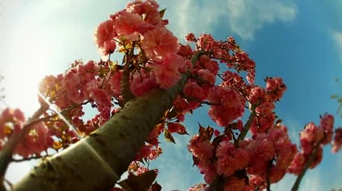 Cherry tree (with pink flower) Stock Footage 10880637