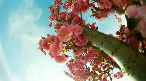 Cherry tree (with pink flower) Stock Footage 10880926