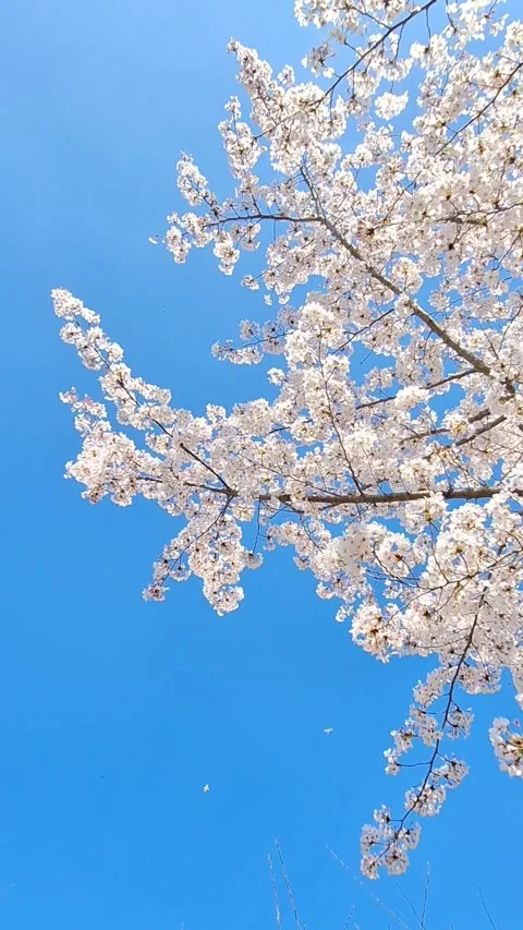Cherry tree pink flowers blossoming and moving in the wind Stock Footage 270087675