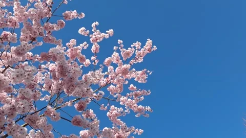 Cherry tree pink flowers blossoming and moving in the wind Stock-Footage 270087690