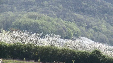 Cherry tree plantation in bloom in between a forest of pines Stock Footage 49034455
