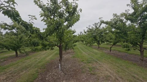 Cherry tree plantation with grassy orchard lane. Stock Footage 341690145