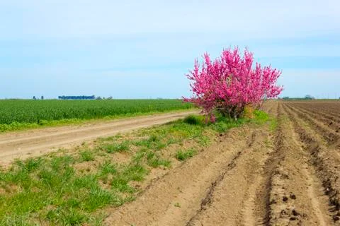 Cherry tree in plowed field in spring. Stock Photos