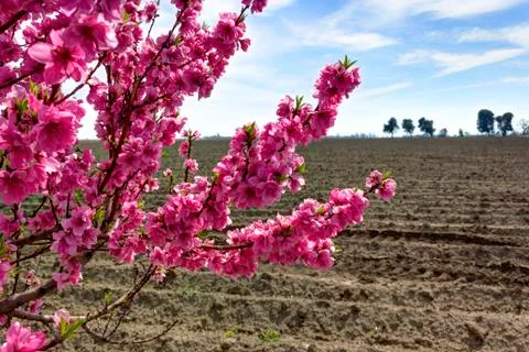 Cherry tree in plowed field in spring. Stock Photos