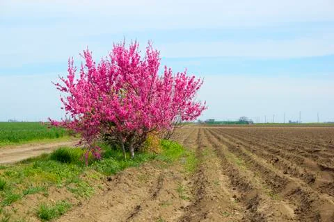 Cherry tree in plowed field in spring. Stock Photos