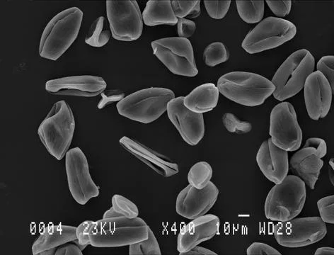 Cherry tree pollen under electron microscope Stock Photos
