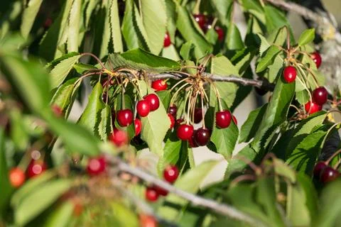 Cherry tree, Prunus avium, close?up of ripe fruits, Montefeltro, Marche, Ital Stock Photos