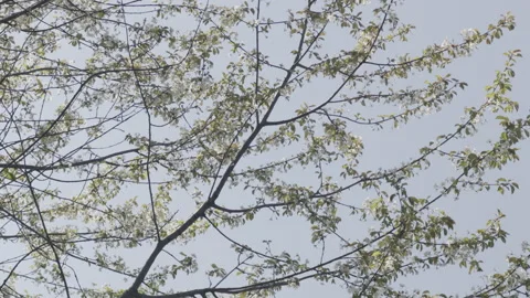 Cherry tree (Prunus cerasus) 2 Video stock 274504050