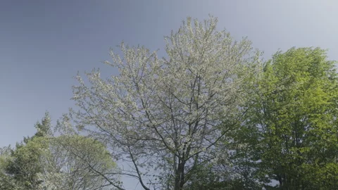 Cherry tree (Prunus cerasus) 3 Video stock 274504749