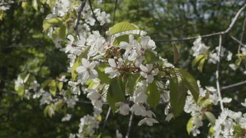 Cherry tree (Prunus cerasus) Video stock 274505365