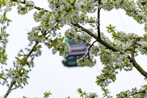 Cherry tree Prunus in full white blossom frames a passing cable car. Stock Photos