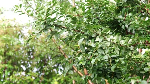 Cherry tree on the rain Stock Footage 134678468
