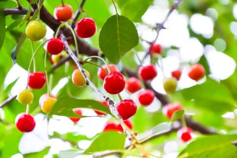 Cherry tree. Red berries on cherry tree branches. Summer cherry harvest. Stock Photos
