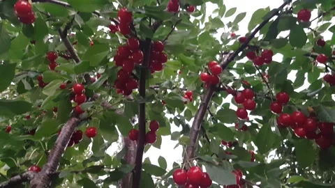 Cherry Tree Red Cherries Fall Harvest Garden Cherry Picking Organic WFPBD Stock Footage 208129609