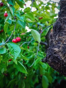 Cherry tree with red fruits. Close up. Stock Photos