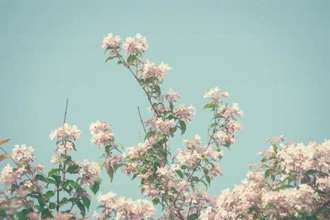 Cherry tree in retro colors Stock Photos