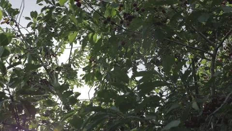 Cherry Tree With Ripe Berries On Windy Day Medium Shot Stock Footage 199264062