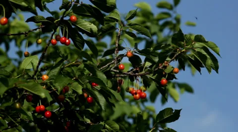 Cherry tree with ripe cherries Stock Footage 34754214