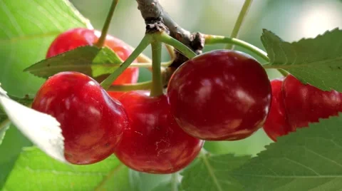 Cherry tree with ripe cherries 库存影片 51135475