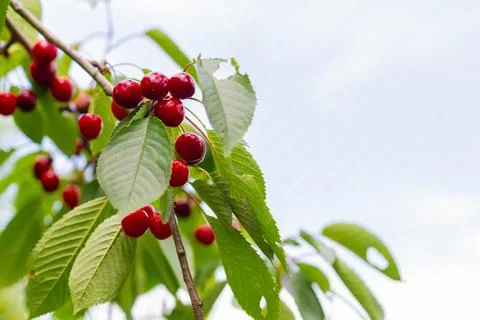 Cherry tree with ripe dark red cherries hanging on tree branch. Ripe cherries Foto stock