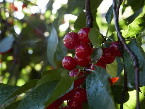 Cherry tree ripe fruit close shot Stock Photos