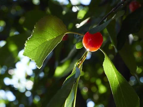 Cherry tree ripe fruit close shot Stock Photos
