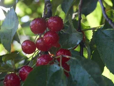 Cherry tree ripe fruit close shot Stock Photos