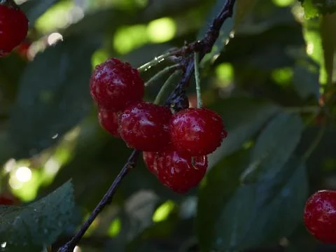 Cherry tree ripe fruit close shot Stock Photos