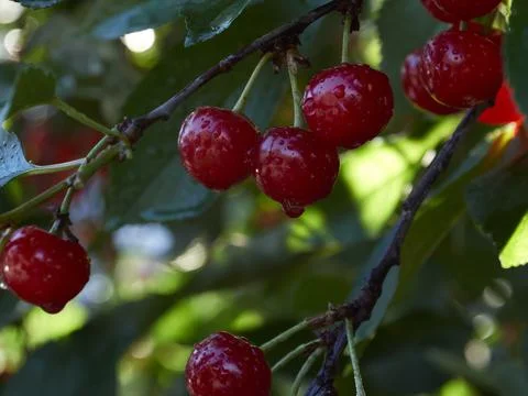 Cherry tree ripe fruit close shot Stock Photos