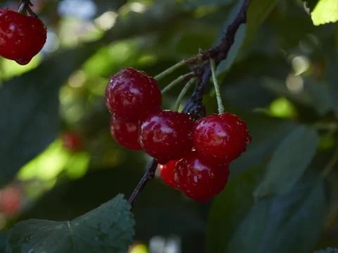 Cherry tree ripe fruit close shot Stock Photos